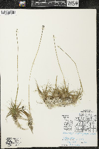 Eriocaulon aquaticum image