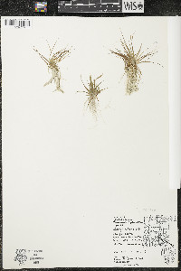 Eriocaulon aquaticum image