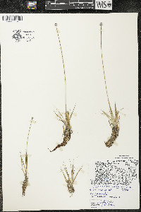 Eriocaulon aquaticum image