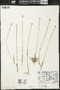 Eriocaulon aquaticum image