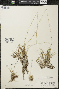 Eriocaulon aquaticum image