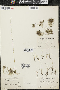 Eriocaulon aquaticum image