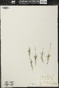 Eriocaulon aquaticum image