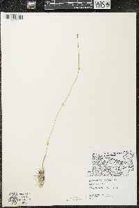 Eriocaulon aquaticum image