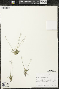 Eriocaulon aquaticum image