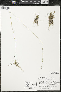 Eriocaulon aquaticum image