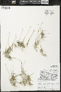 Eriocaulon aquaticum image
