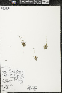 Eriocaulon aquaticum image