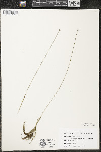 Eriocaulon aquaticum image