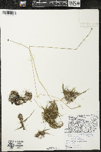 Eriocaulon aquaticum image