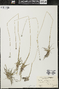 Eriocaulon aquaticum image