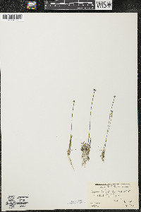 Eriocaulon aquaticum image
