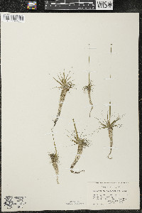 Eriocaulon aquaticum image