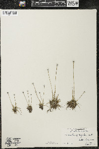 Eriocaulon aquaticum image