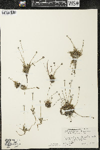 Eriocaulon aquaticum image