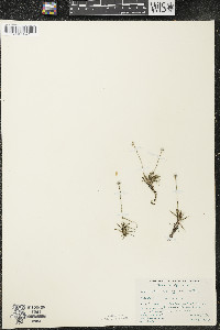 Eriocaulon aquaticum image