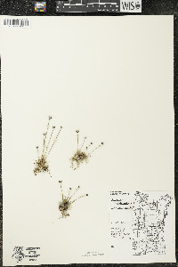 Eriocaulon aquaticum image