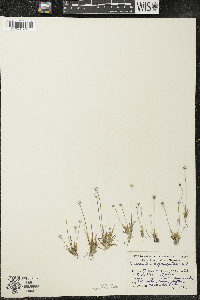 Eriocaulon aquaticum image