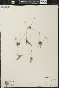 Eriocaulon aquaticum image