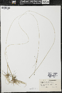 Eriocaulon aquaticum image