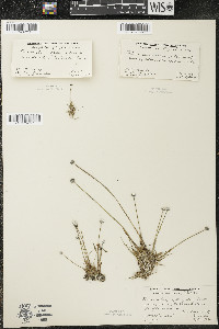 Eriocaulon aquaticum image