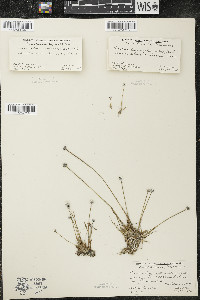 Eriocaulon aquaticum image