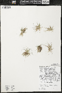 Eriocaulon aquaticum image