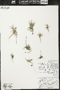 Eriocaulon aquaticum image
