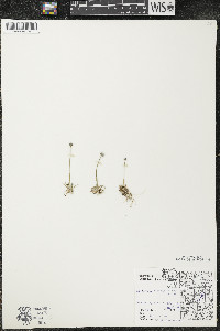 Eriocaulon aquaticum image