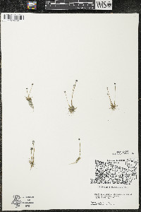 Eriocaulon aquaticum image