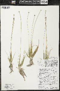 Eriocaulon aquaticum image