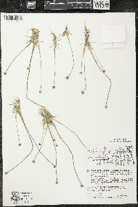 Eriocaulon aquaticum image