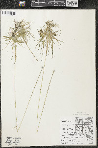 Eriocaulon aquaticum image