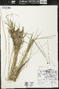 Eriocaulon aquaticum image