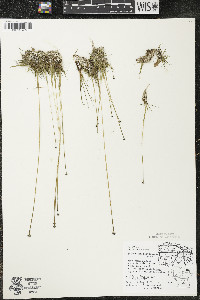 Eriocaulon aquaticum image