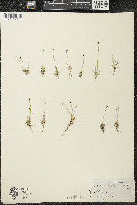 Eriocaulon aquaticum image