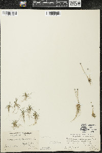 Eriocaulon aquaticum image