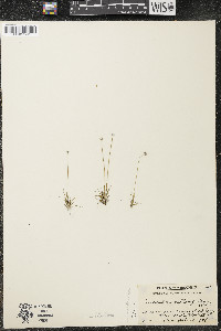 Eriocaulon aquaticum image