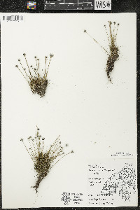 Eriocaulon aquaticum image