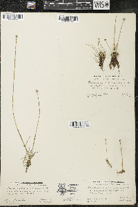 Eriocaulon aquaticum image