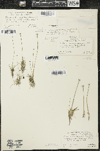 Eriocaulon aquaticum image