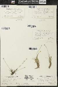 Eriocaulon aquaticum image