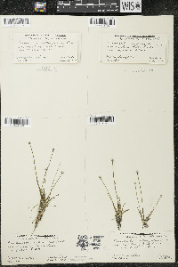 Eriocaulon aquaticum image