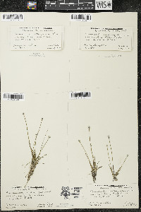 Eriocaulon aquaticum image