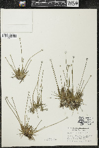 Eriocaulon aquaticum image