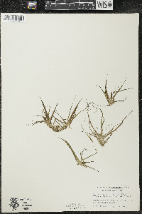 Eriocaulon aquaticum image
