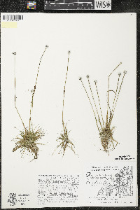 Eriocaulon aquaticum image