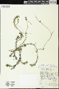 Elodea canadensis image