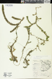Elodea canadensis image