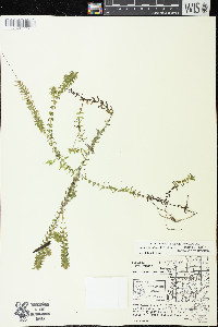 Elodea canadensis image